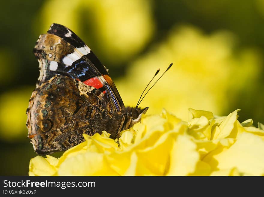 Butterfly on yellow flower