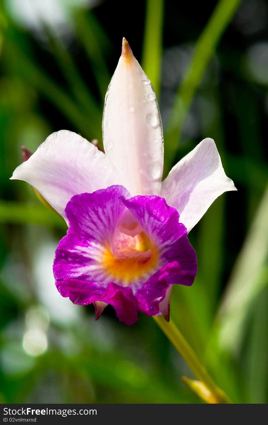 Hybrid Tropical Orchid