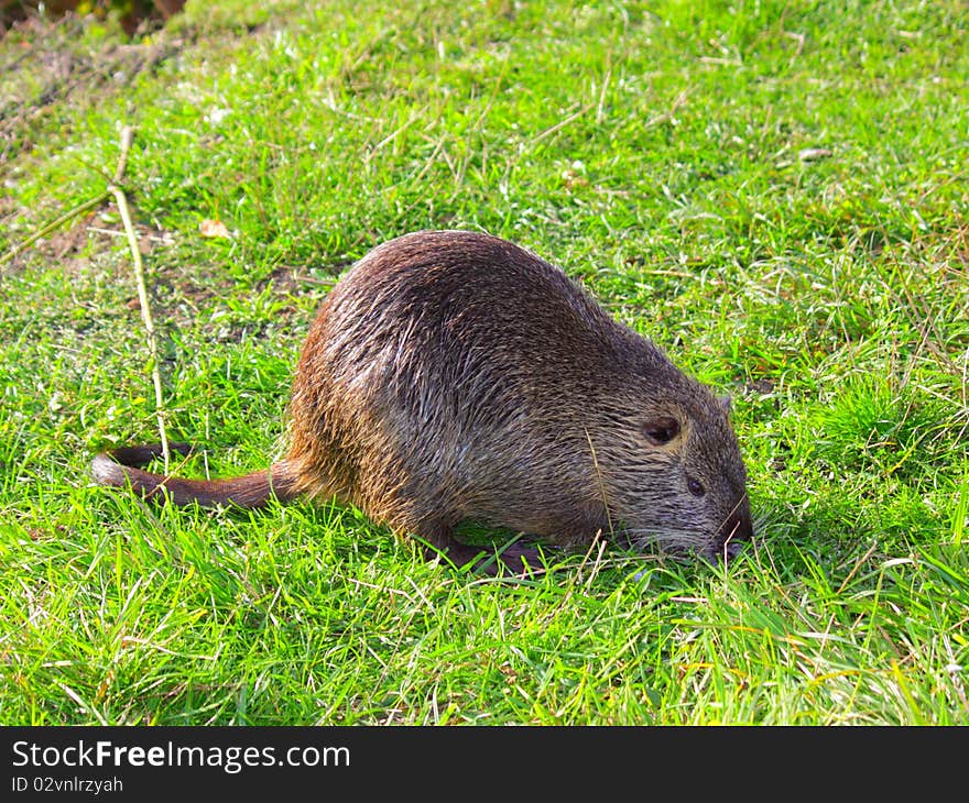 Nutria