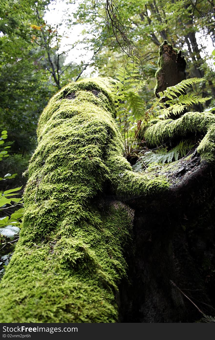 Moss On Wood