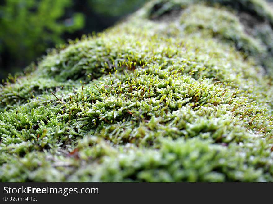 Wild growing bright moss closeup. Wild growing bright moss closeup