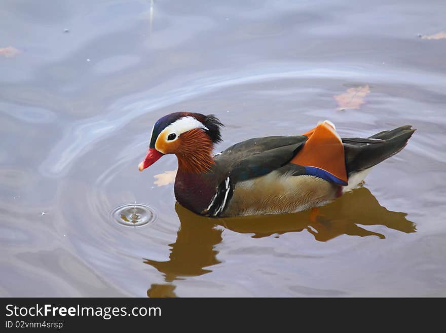 Chinese mandarin duck in the pond. Chinese mandarin duck in the pond