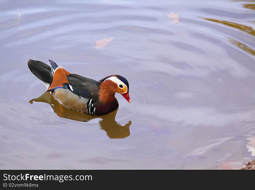 Chinese mandarin duck in the pond. Chinese mandarin duck in the pond