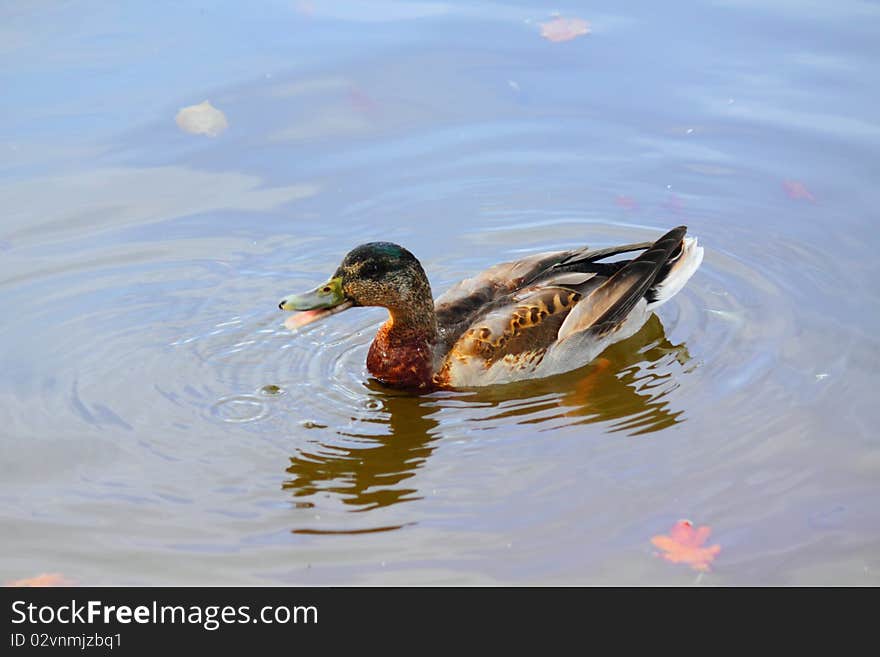 Gray duck