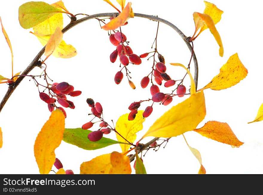 Autumn sprig