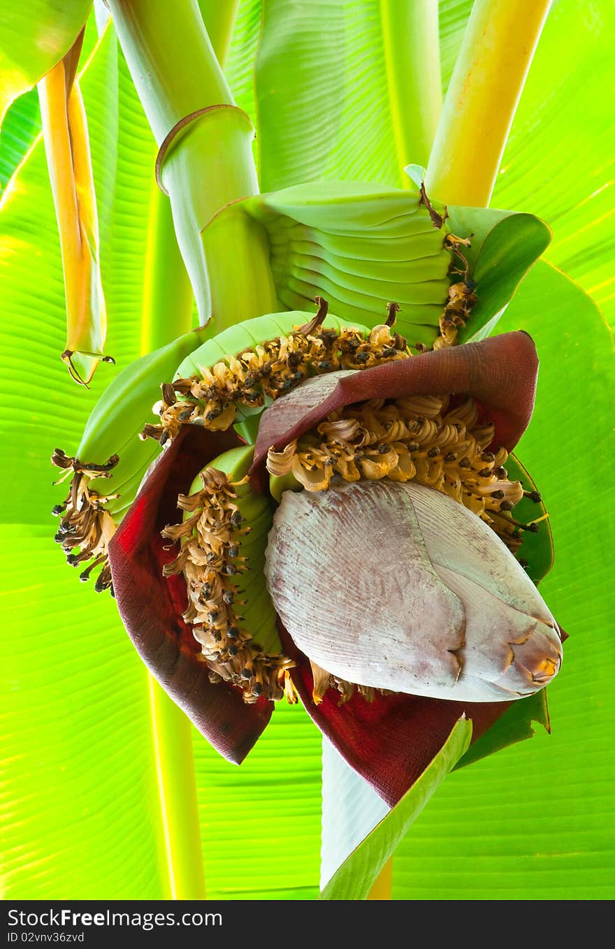 A Portrait of Banana Flower and Growing Fruits. A Portrait of Banana Flower and Growing Fruits