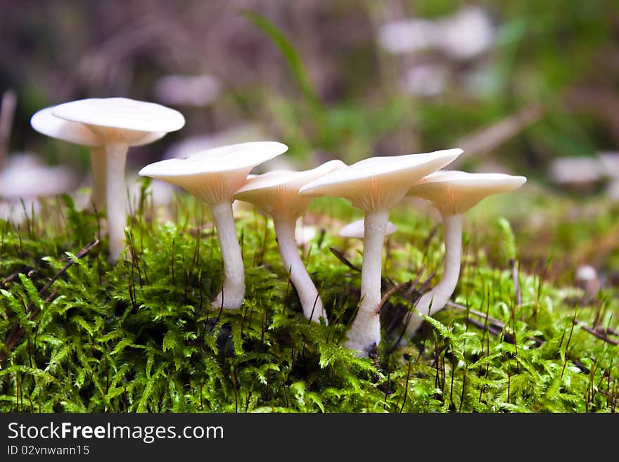 Wild mushrooms in the nature of the group.