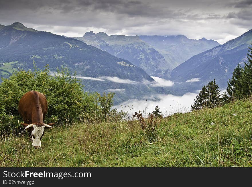 This image shows a landscape with a cow of La Vanoise National Park. This image shows a landscape with a cow of La Vanoise National Park