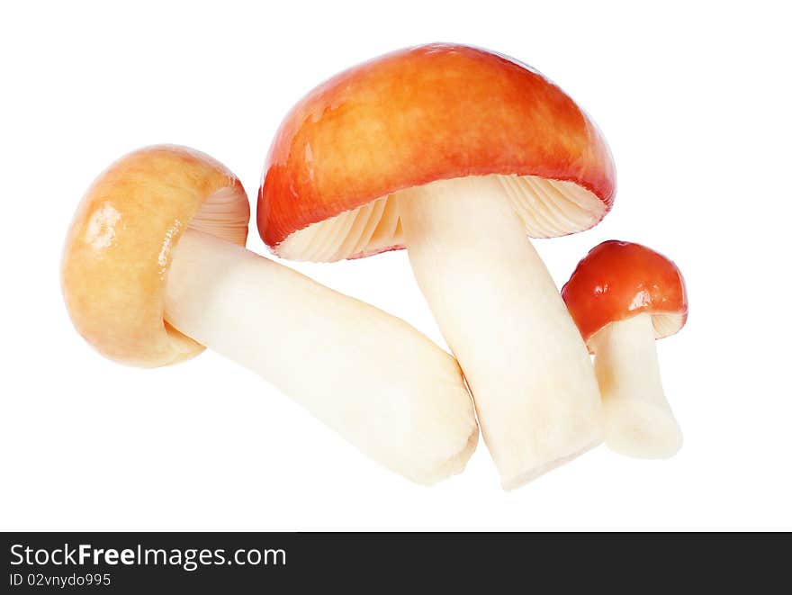 Three Mushrooms. Russula