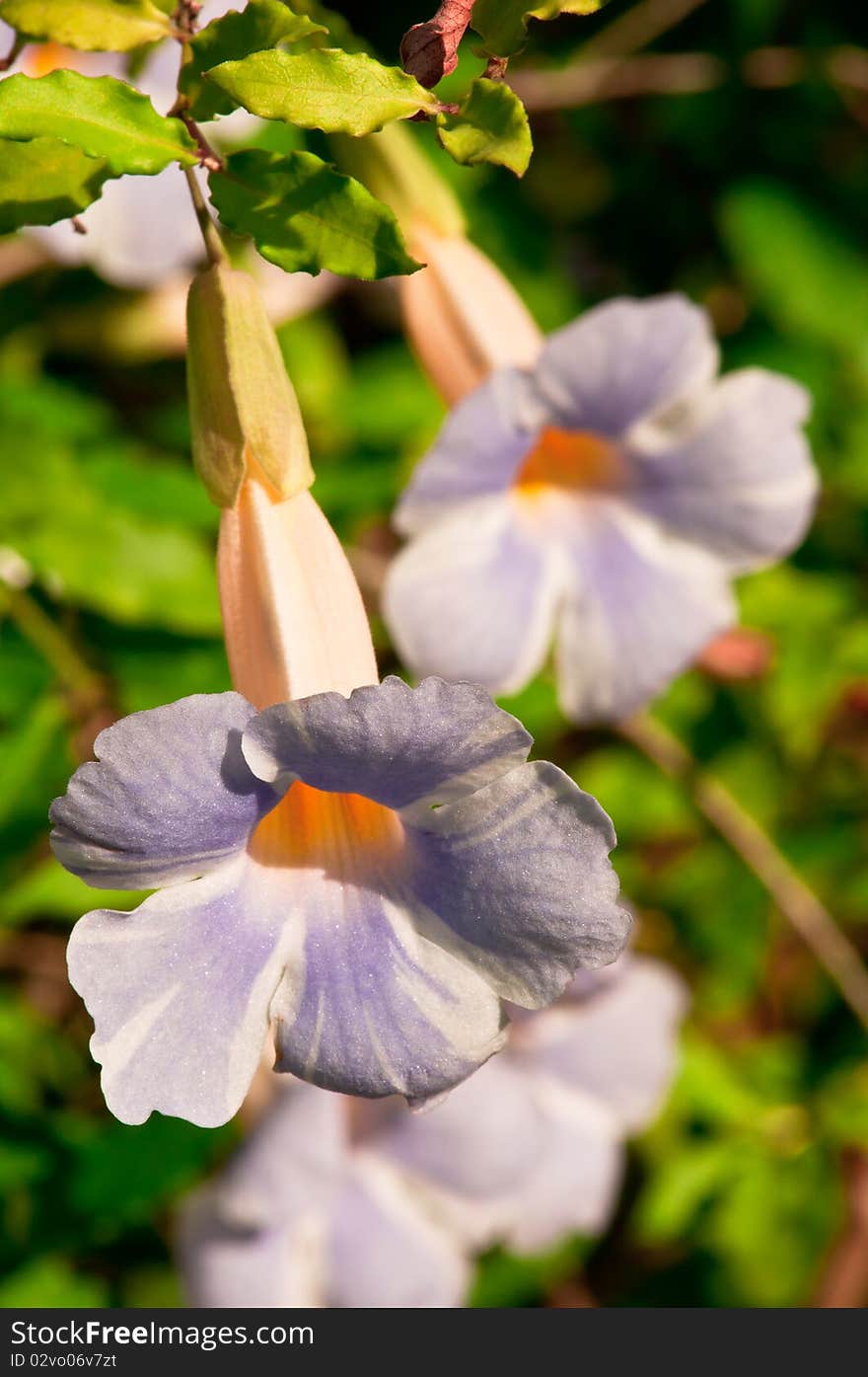 Purple Trumpet