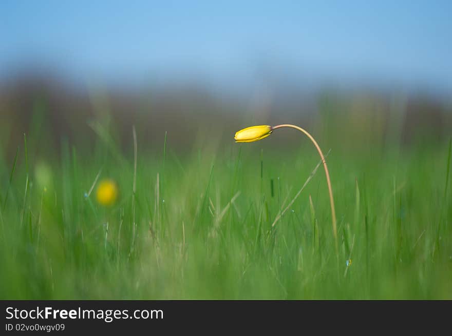 Lily-flowered tulip in the field