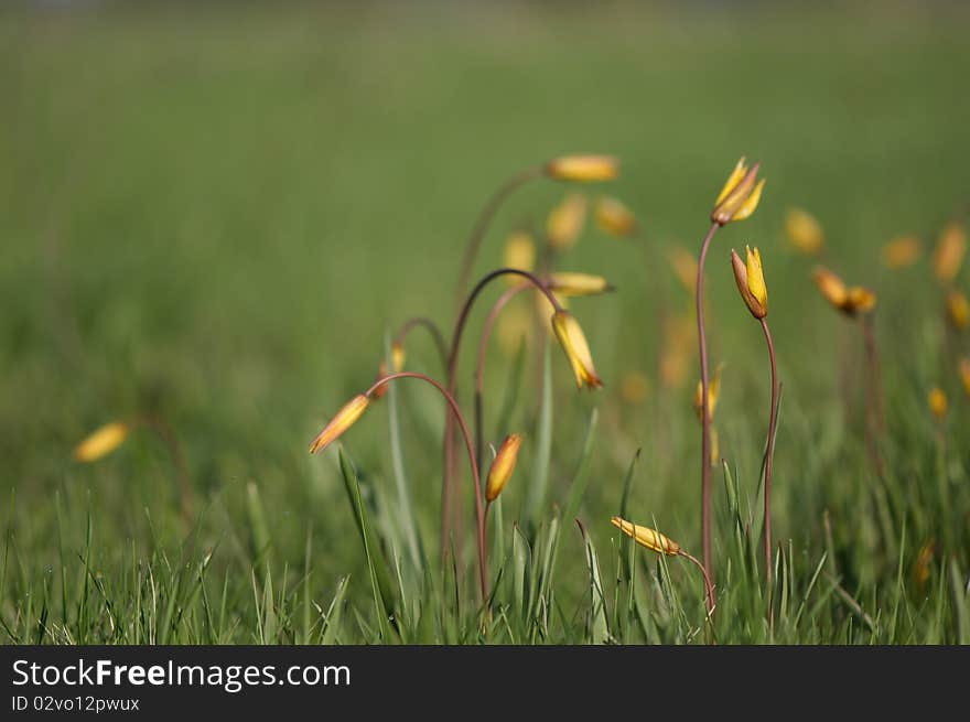 Lily-flowered tulips in the field