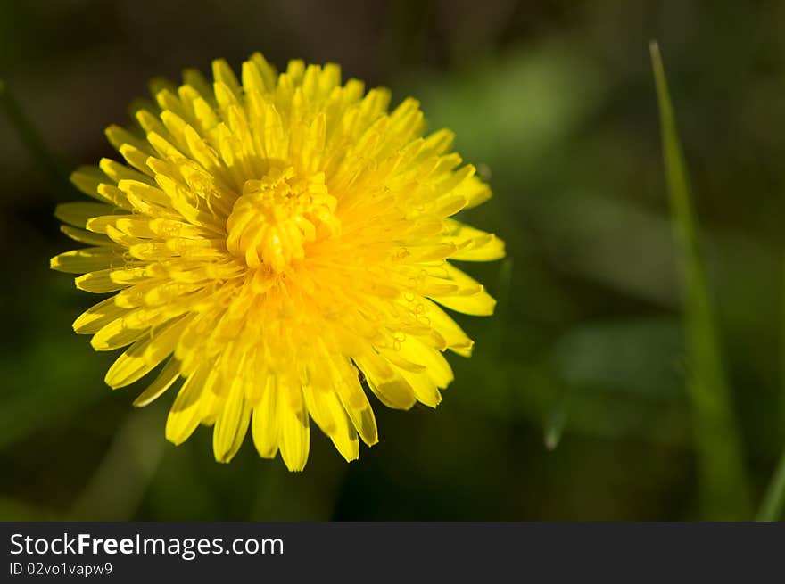 Yellow dandelion head