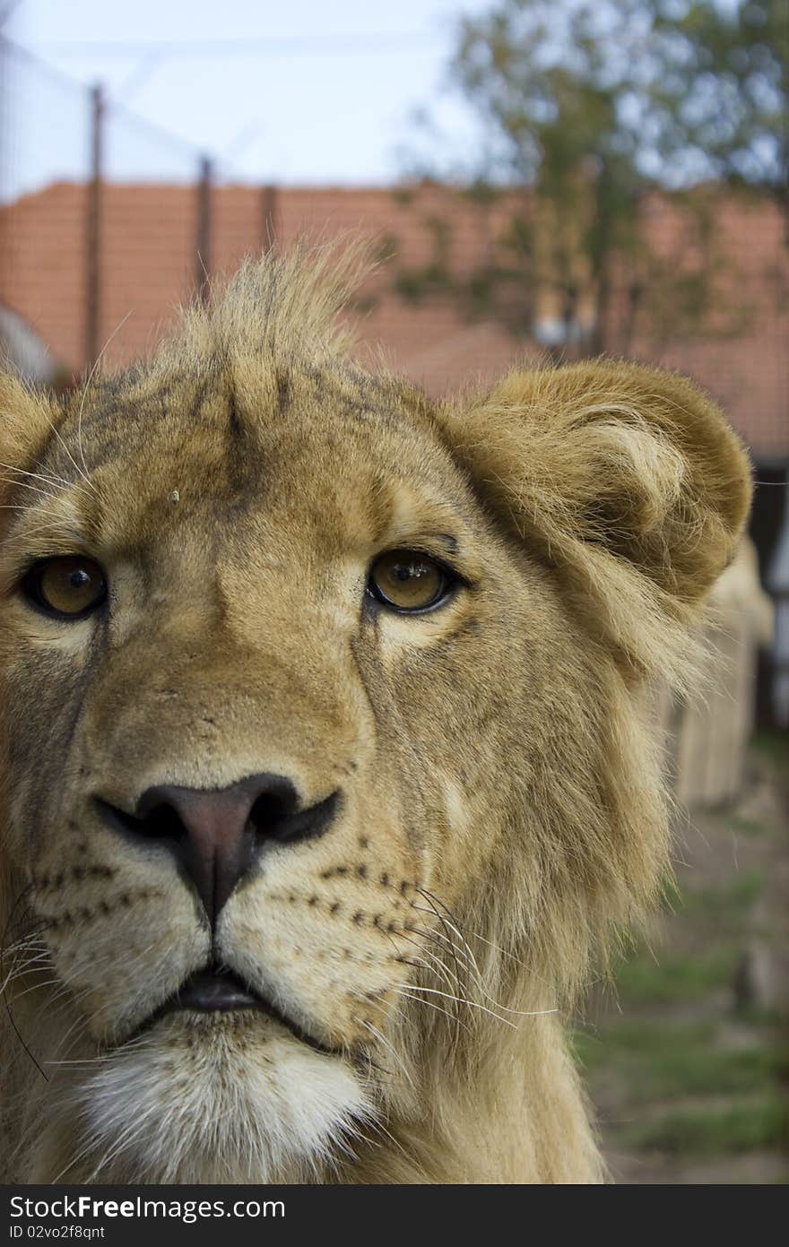 Portrait of a lion, closeup, in the zoo