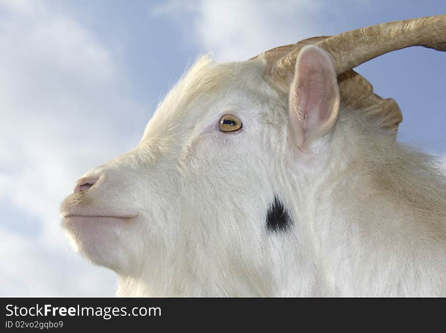 The head of a white goat before the sky