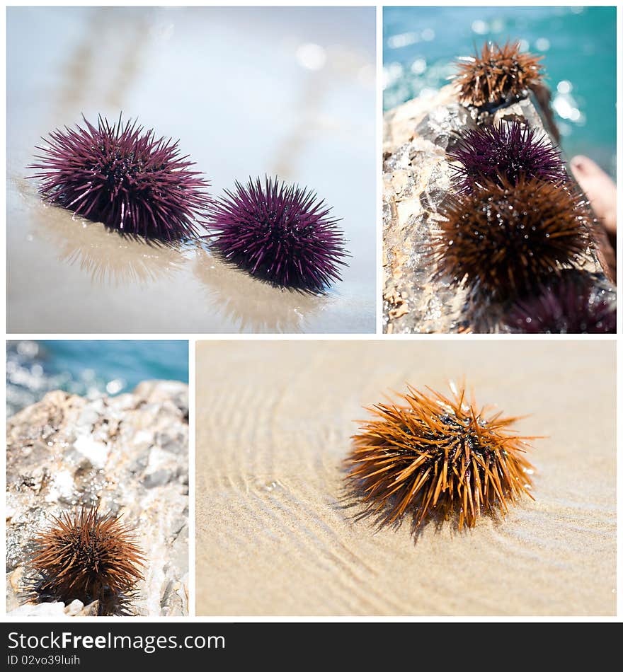 Live sea urchin on the rocks. Mediterranean Sea, Liguria Italy. Live sea urchin on the rocks. Mediterranean Sea, Liguria Italy