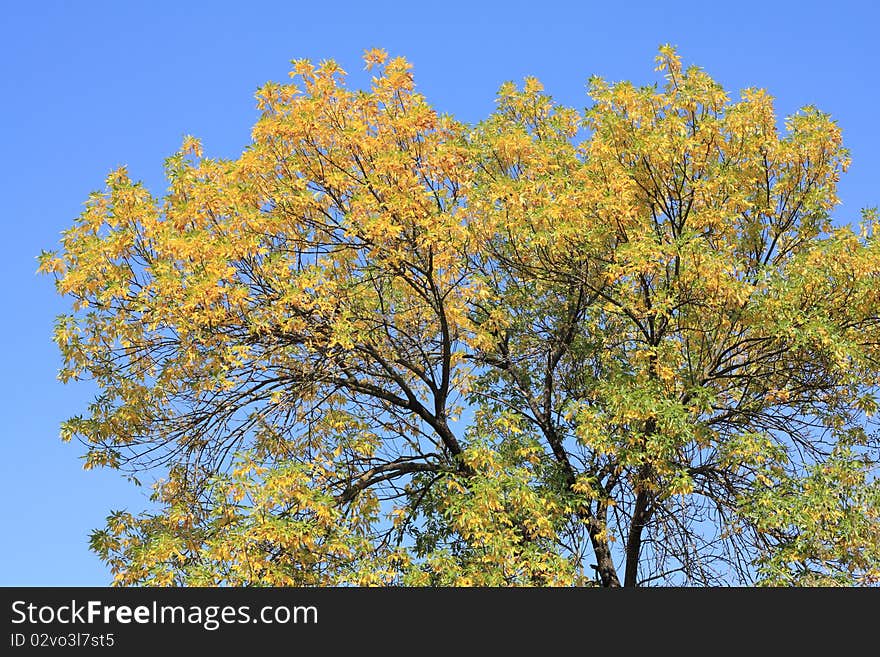 Сrone of a autumn tree