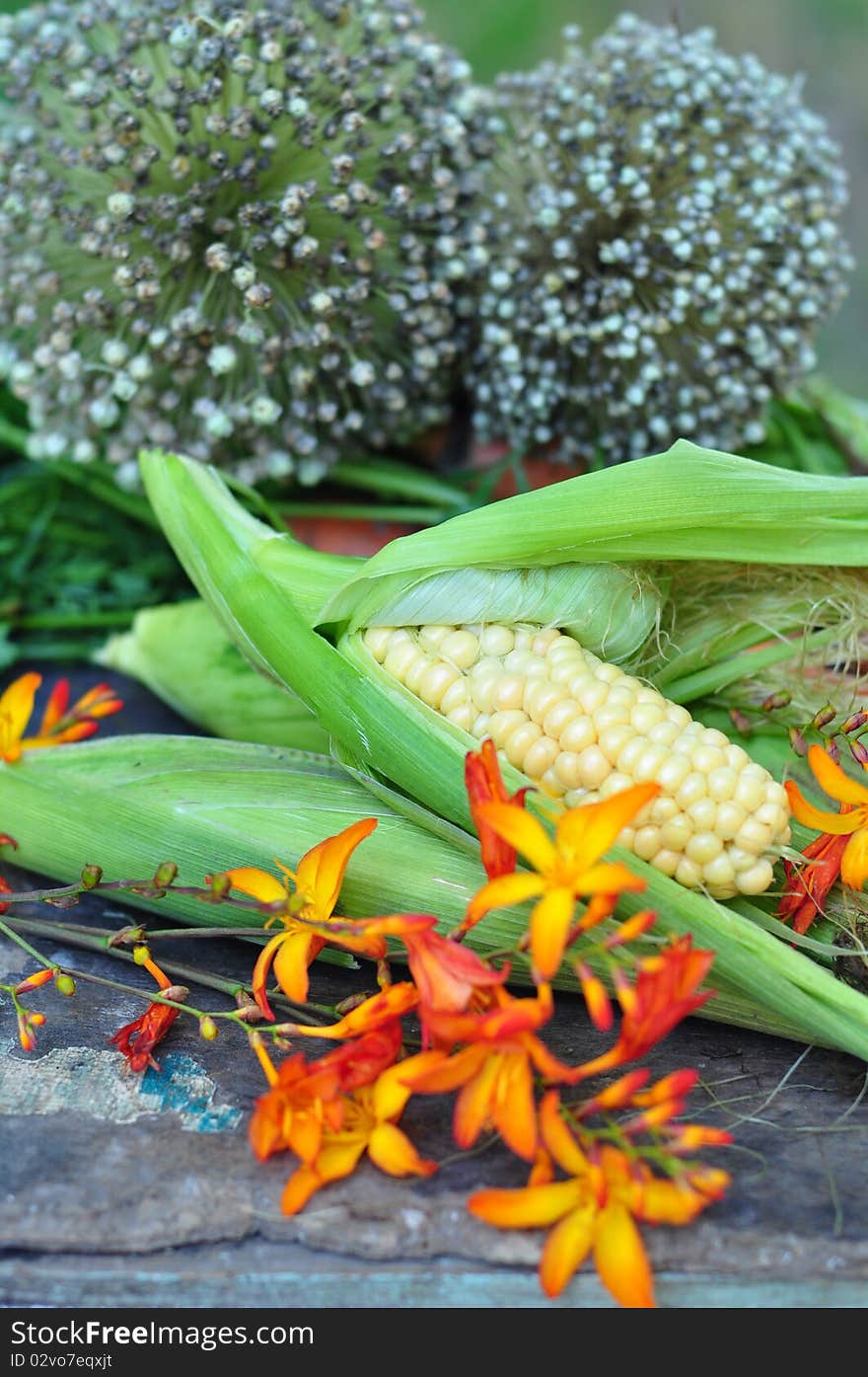 Seed Of Bow And Corn