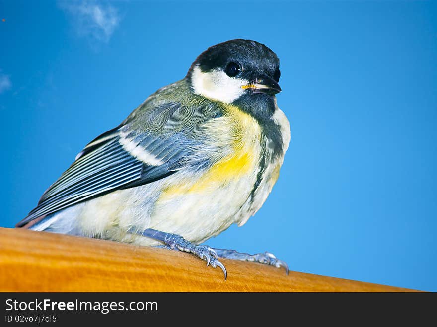 Tit while resting during the hunting