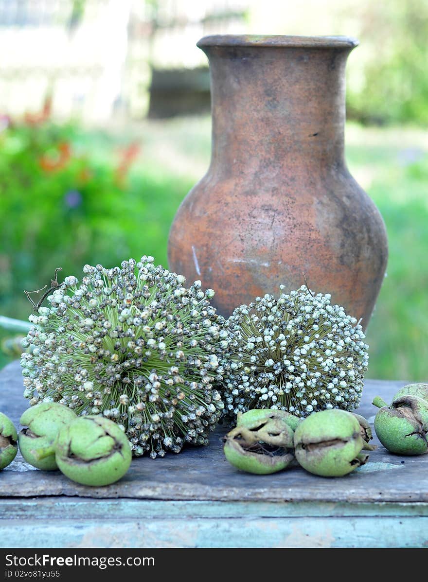 Walnuts in a green skin and seed of bow are in an umbrella. Walnuts in a green skin and seed of bow are in an umbrella