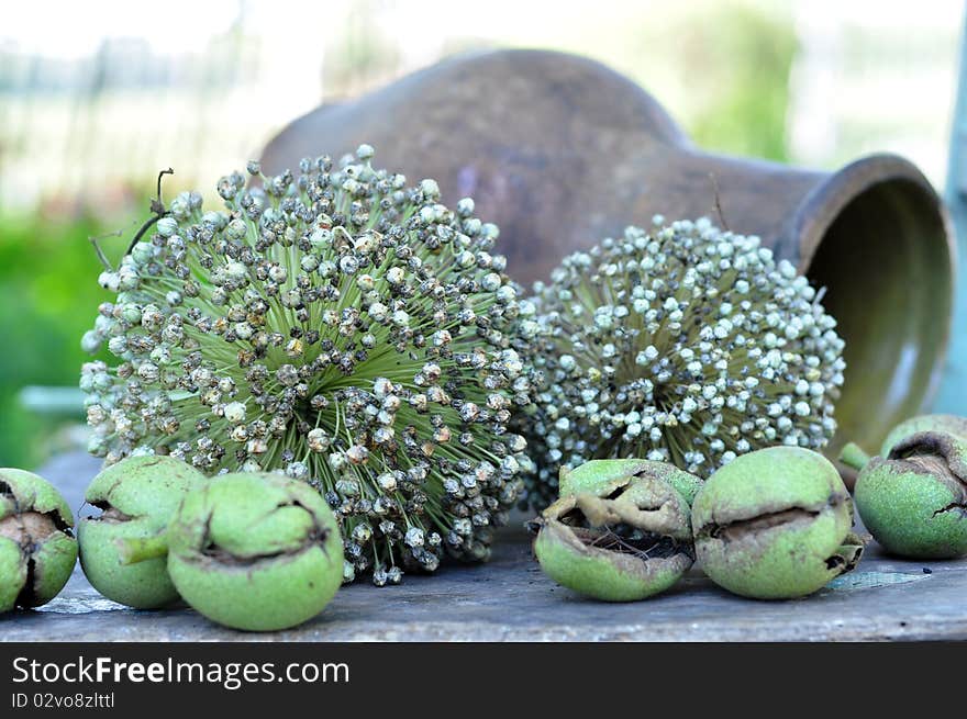 Walnuts in a green skin and seed of bow are in an umbrella. Walnuts in a green skin and seed of bow are in an umbrella