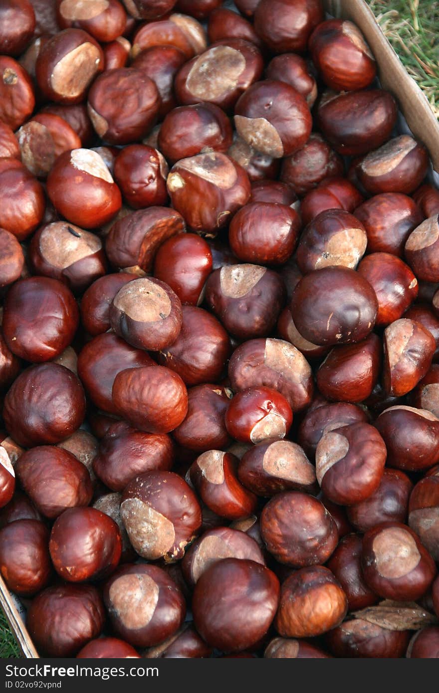 Basket of chestnuts in autumn