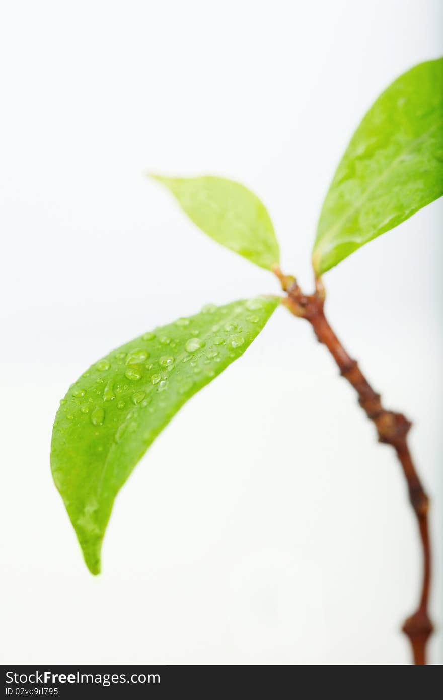 A small plant with drops of dew. A small plant with drops of dew