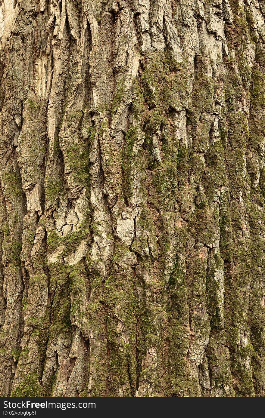 Texture of wood. Background of bark of old oak.