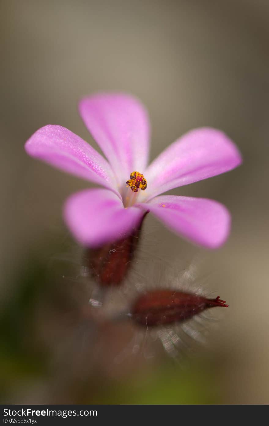 Vivid pink rural flower over green background