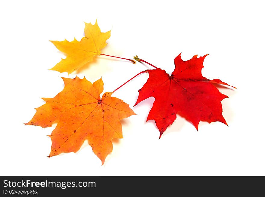 Autumn color maple leaves