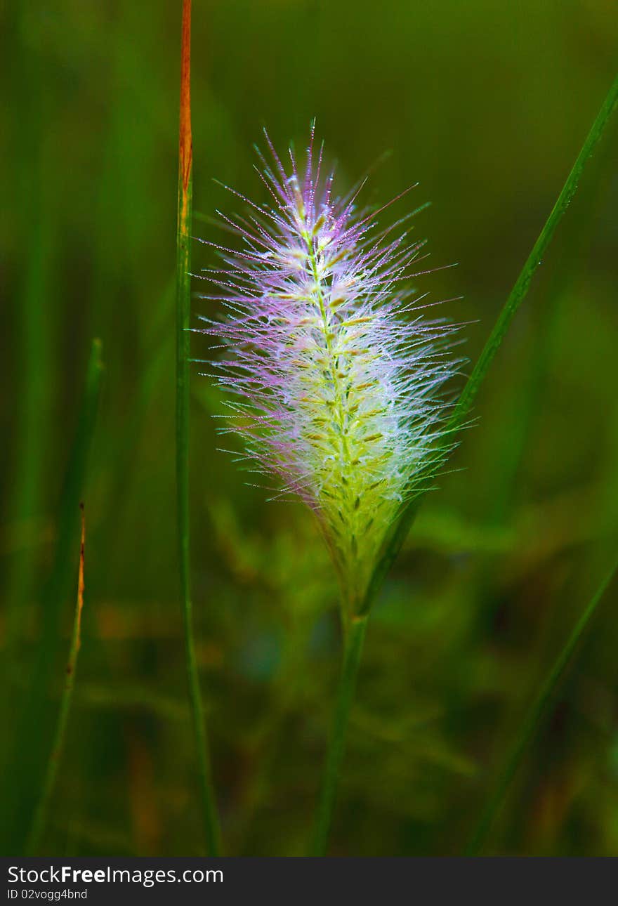 Setaria