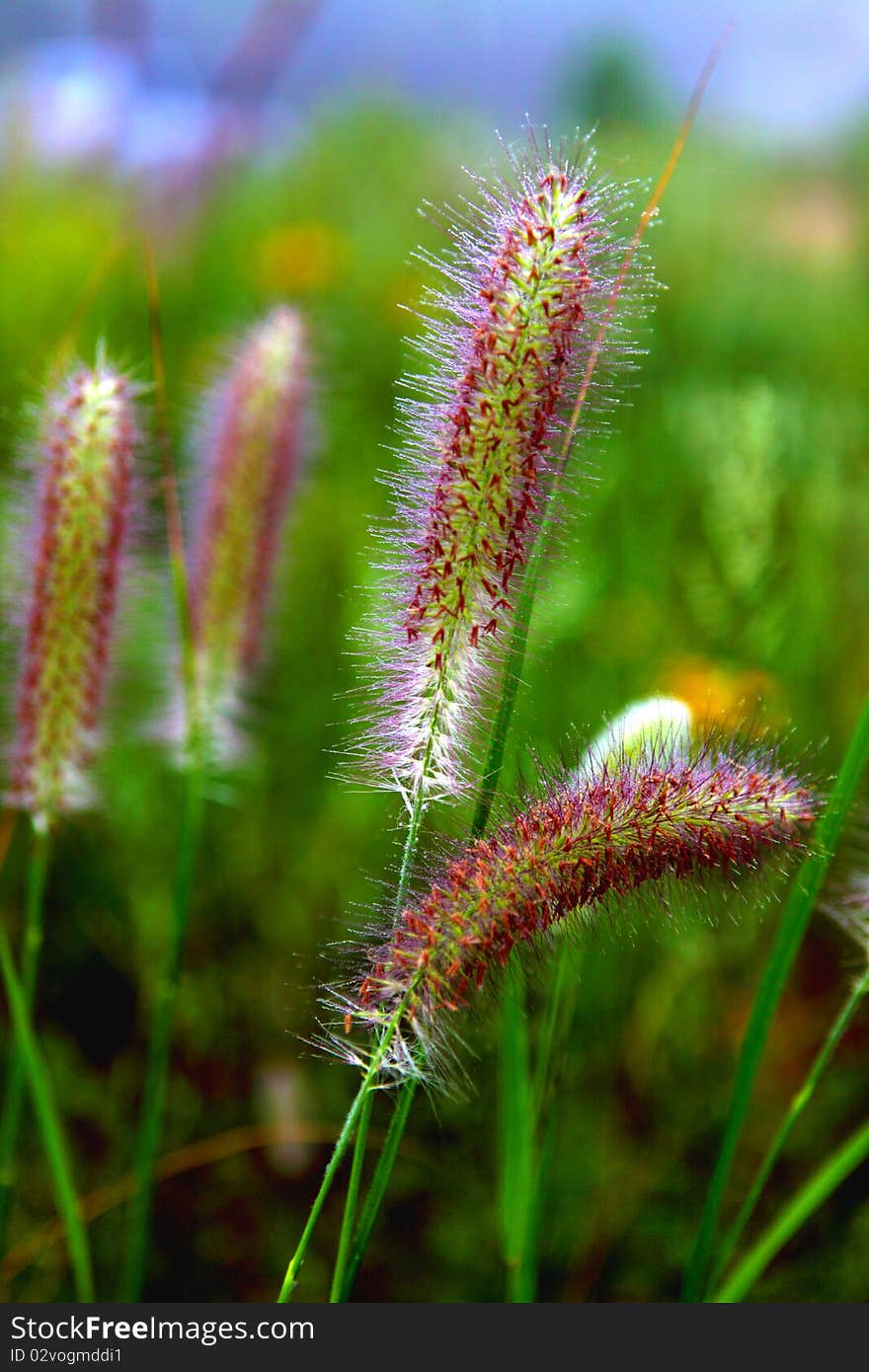 Setaria