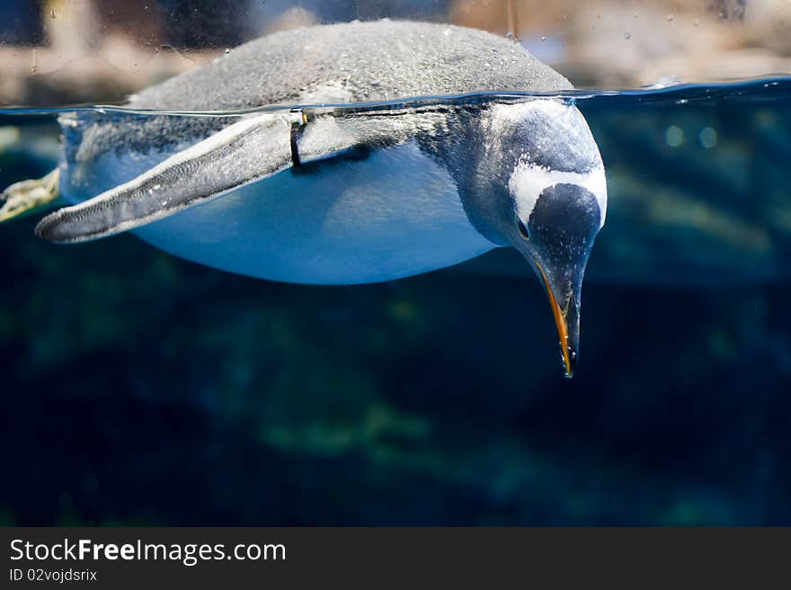 Swimming penguin