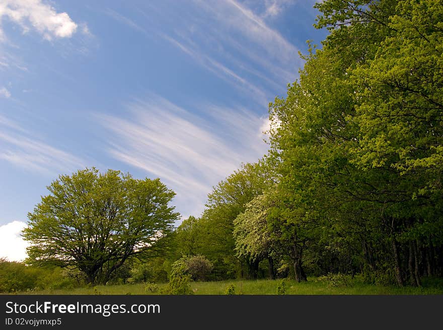 Summer landscape of young green forest with bright blue sky