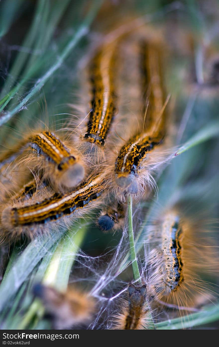 A group of caterpillars eating grass