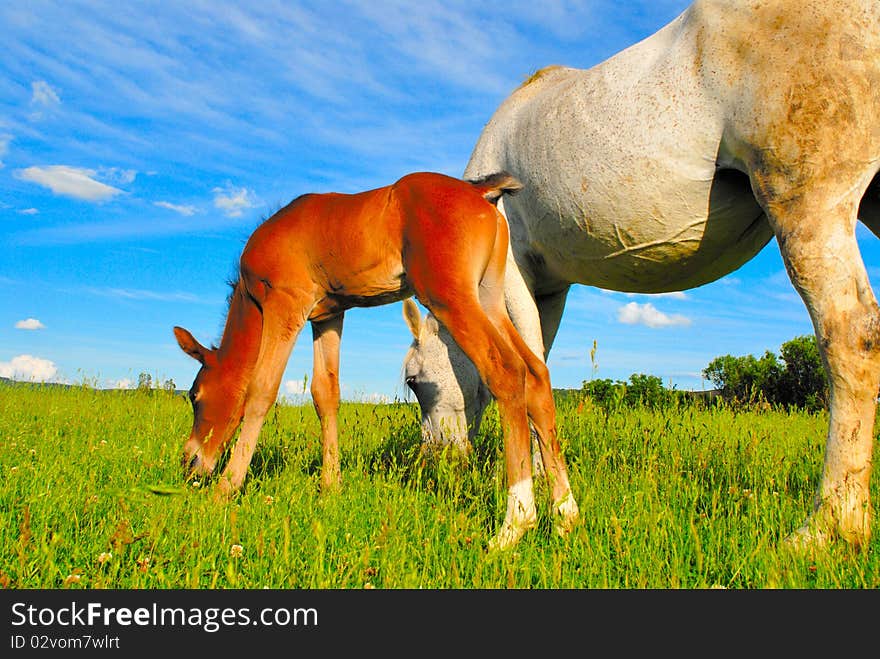 Horse and colt on the grass inside a meadow
