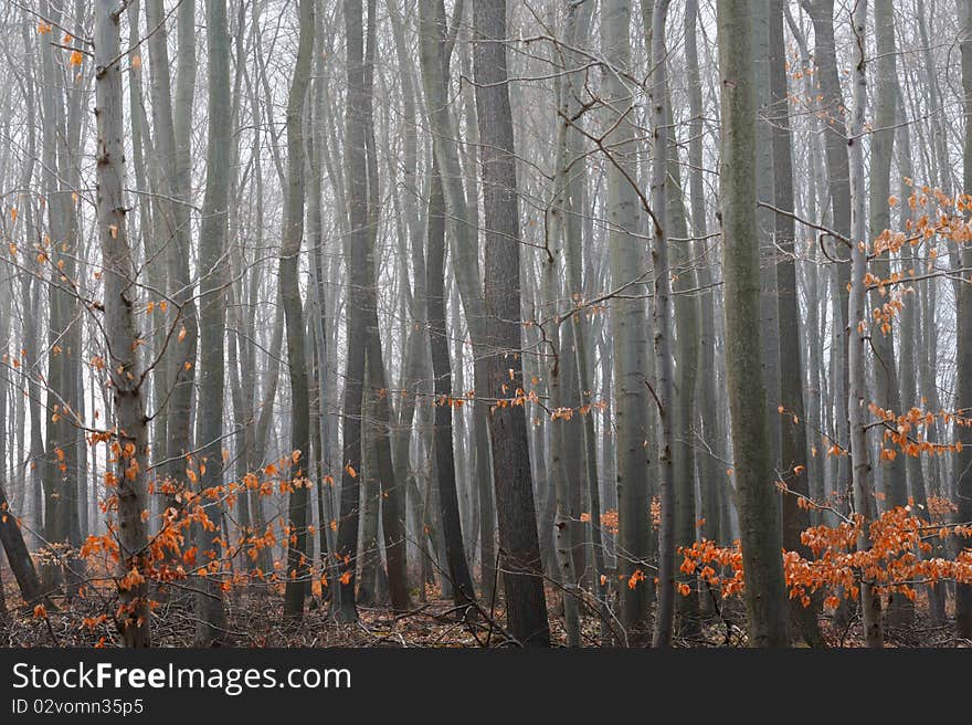 Beech Tree Forest