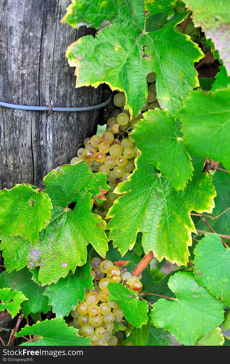 Bunch Of Grapes And Leaves