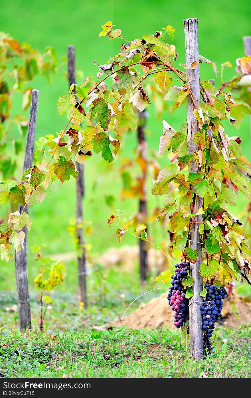 Grapevine on wood stakes