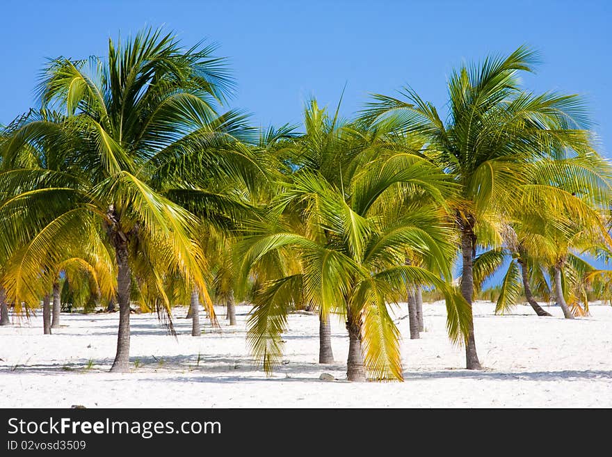 Cuba. Cayo Largo. Three palm trees. Multi-colored. Cuba. Cayo Largo. Three palm trees. Multi-colored.