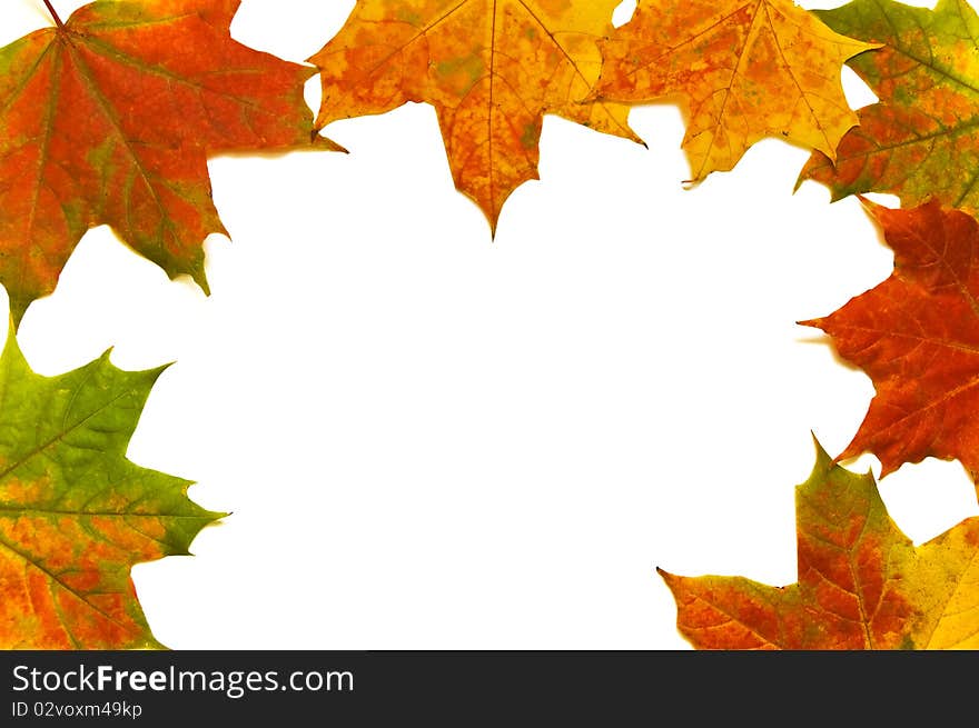 Frame of the leaves isolated on white