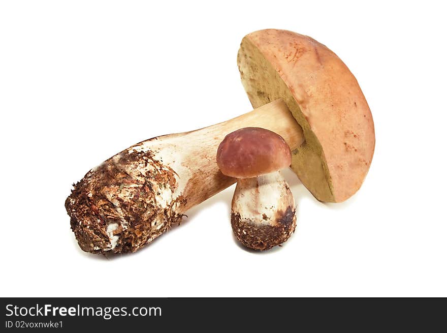 Forest mushrooms isolated on white