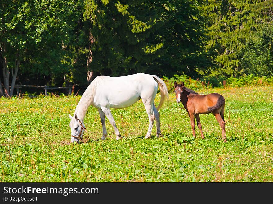 Beautiful white female horse and her little one out on the field, eating grass. Beautiful white female horse and her little one out on the field, eating grass