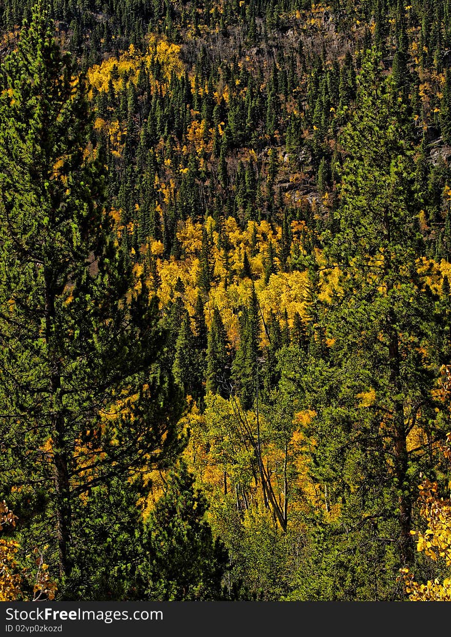 Fall images in Colorado of aspen trees and mountains. Fall images in Colorado of aspen trees and mountains