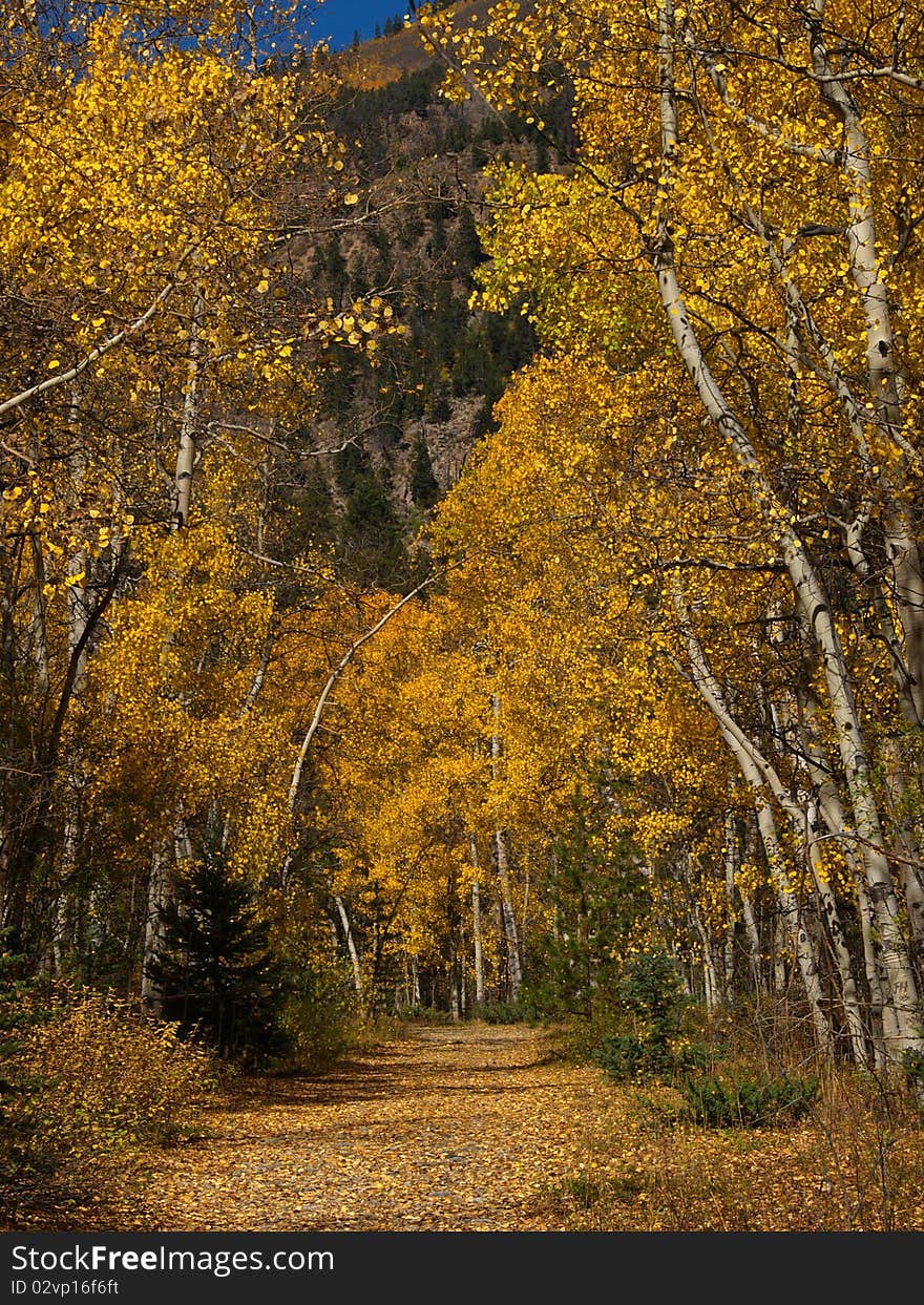 Aspen Trees in the Fall Colorado