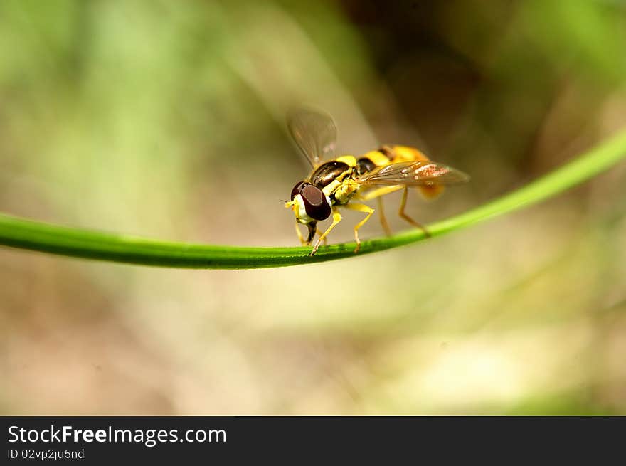 Yellow fly,looks like a sting