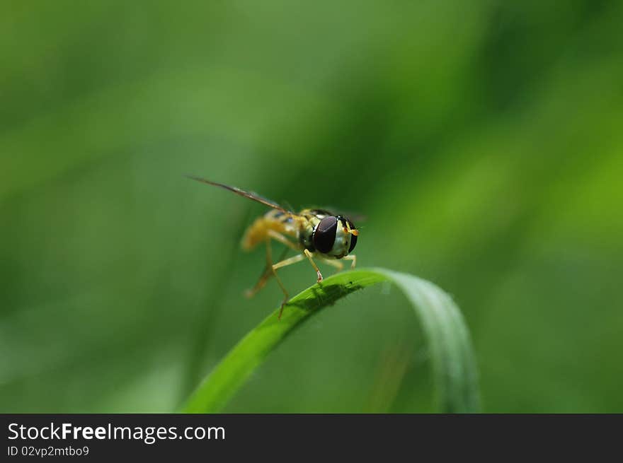 Yellow fly,looks like a sting