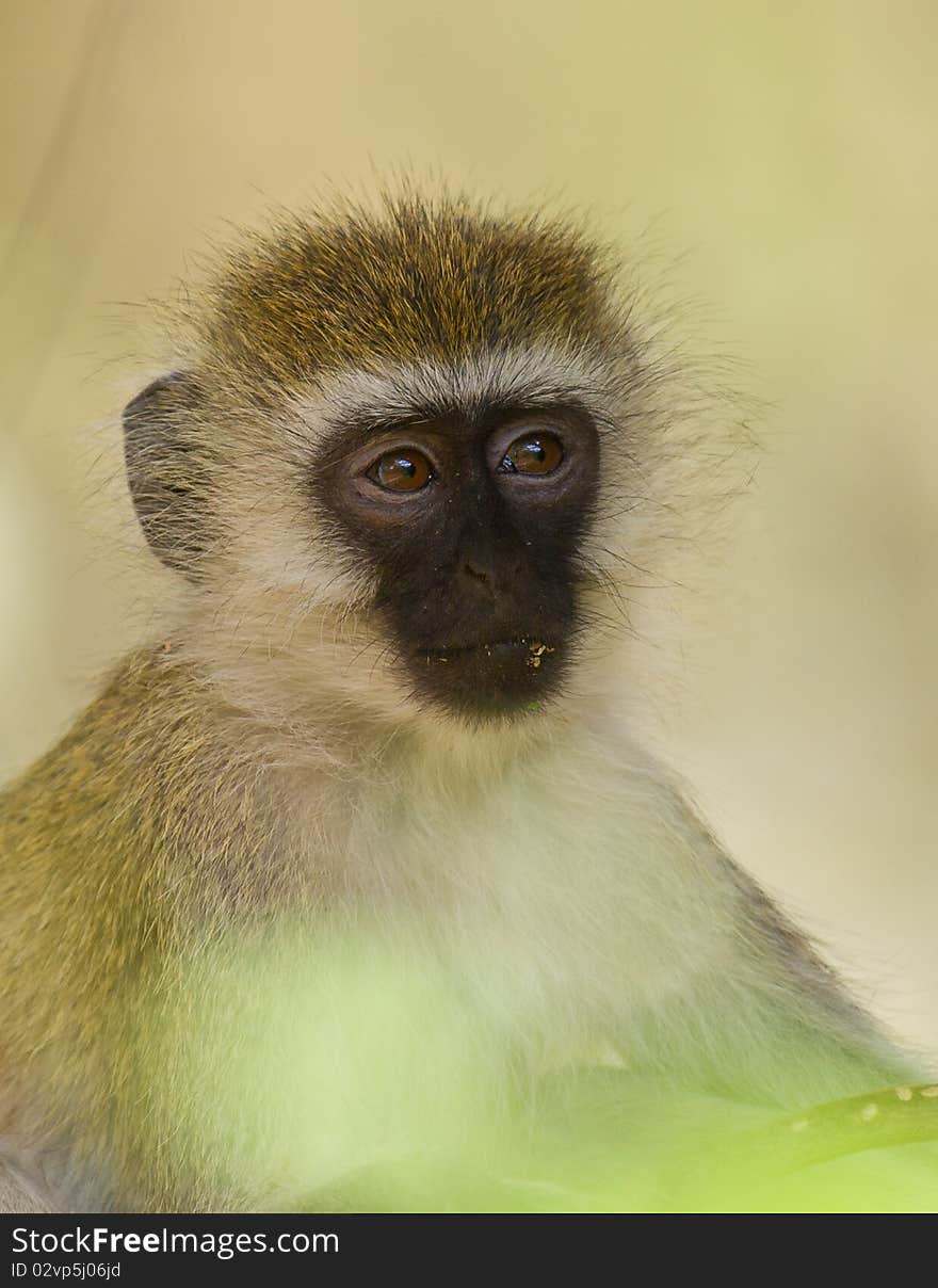 A black-faced vervet monkey looks thoughtful and absorbed up till even forgetting to eat. A black-faced vervet monkey looks thoughtful and absorbed up till even forgetting to eat.