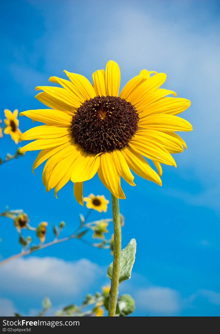 A contras color bitwin yellow flower and the blue sky at the back ground. A contras color bitwin yellow flower and the blue sky at the back ground