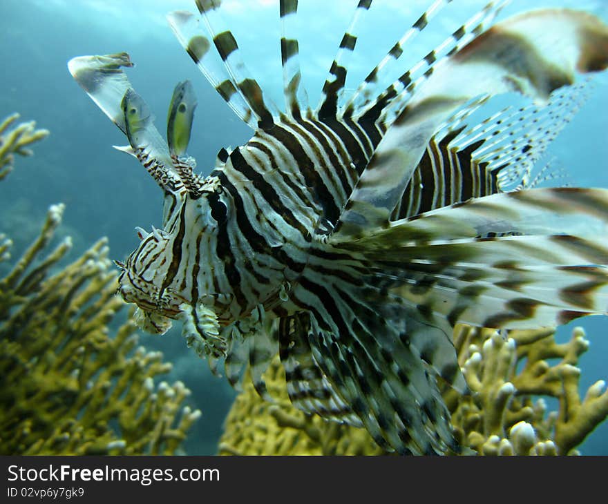 Lion fish and corral in the Red Sea. Lion fish and corral in the Red Sea